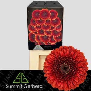 Germini Pomponi Rizzo Diamond