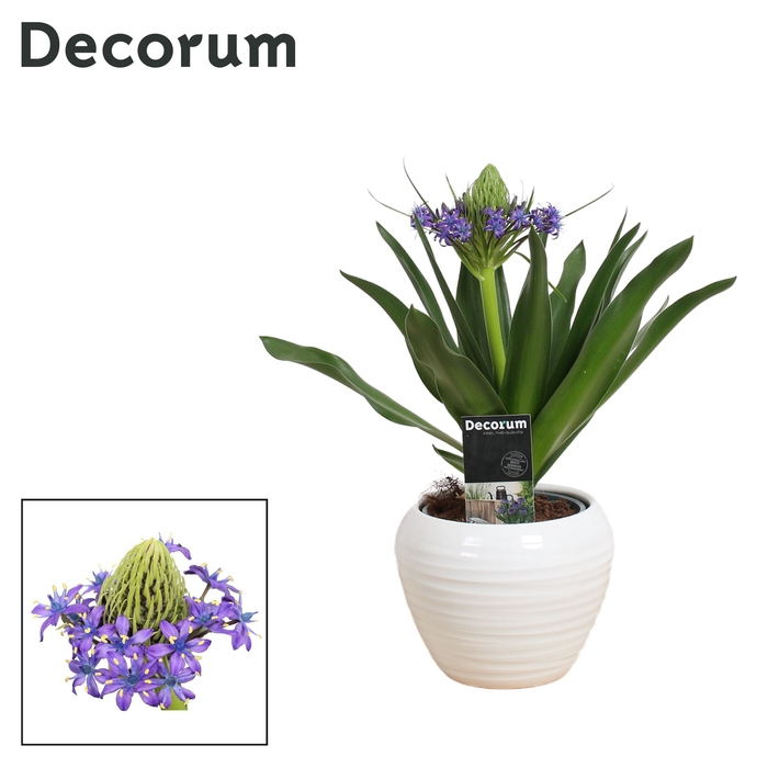 <h4>Scilla Peruviana in Ompot Melanie (Decorum)</h4>