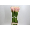 Zantedeschia Eydolls Salmon
