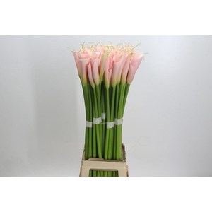 Zantedeschia Eydolls Salmon