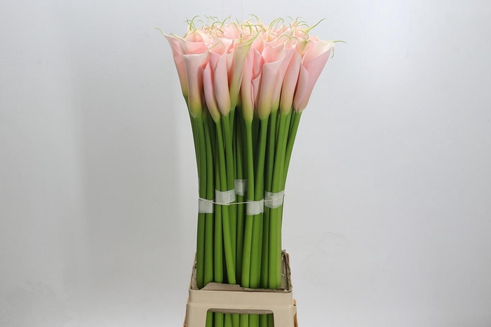 Zantedeschia Eydolls Salmon