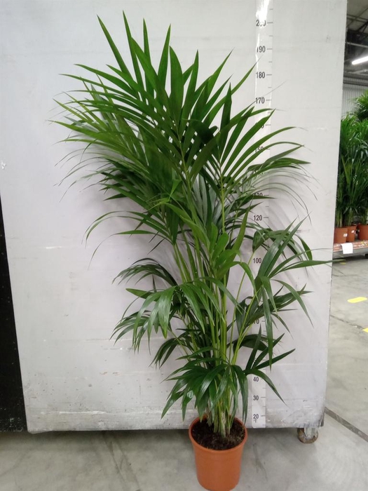 <h4>Howea forsteriana</h4>