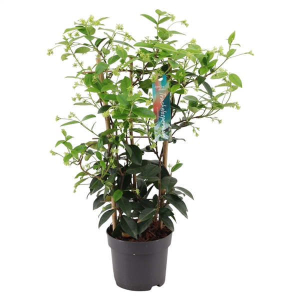 <h4>Trachelospermum jasminoides rek p15 (PT)</h4>