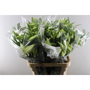 Li Lf White Heaven 3 Kop