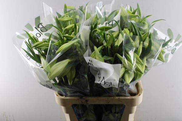 <h4>Li Lf White Heaven 3 Kop</h4>