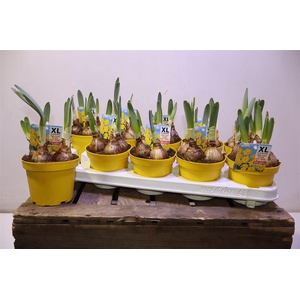 arr8 Narc D Do Gold Medal