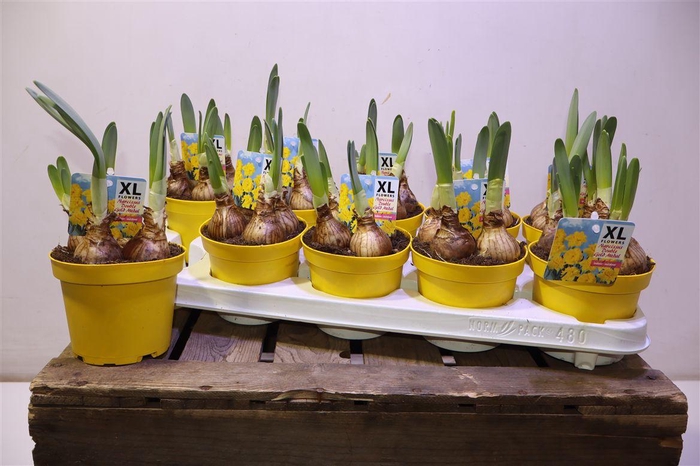 <h4>arr8 Narc D Do Gold Medal</h4>