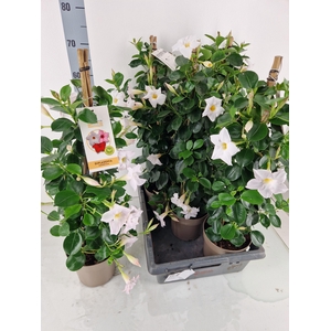 MANDE SUN WHITE