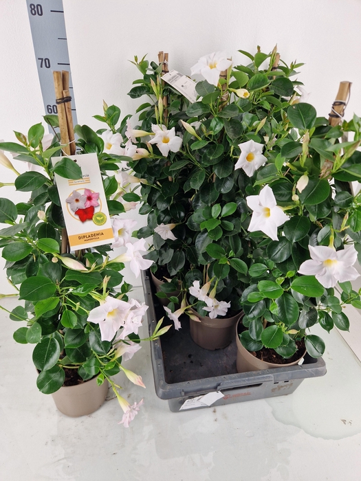 <h4>MANDE SUN WHITE</h4>