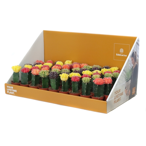 <h4>Cactus geent 5,5 cm in grote showdoos your lifetimeplant</h4>