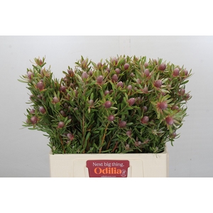 Leucadendron Ayoba Star Pearl