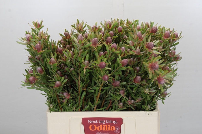 <h4>Leucadendron Ayoba Star Pearl</h4>