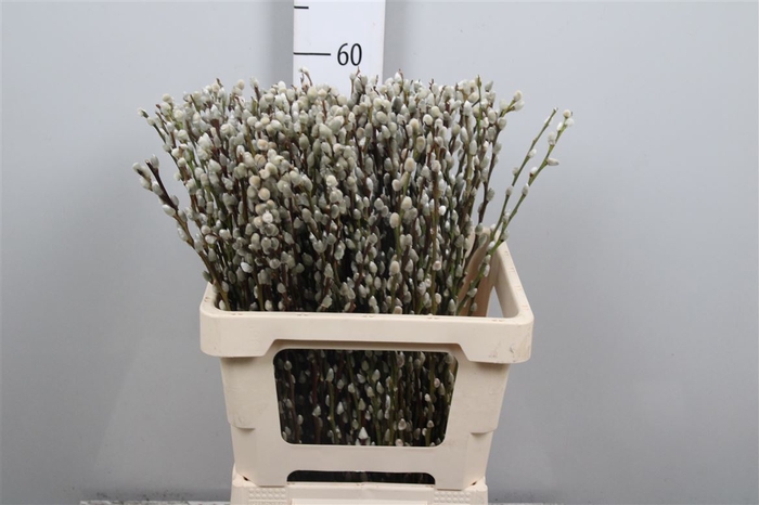 <h4>Salix Wilgenkatjes</h4>