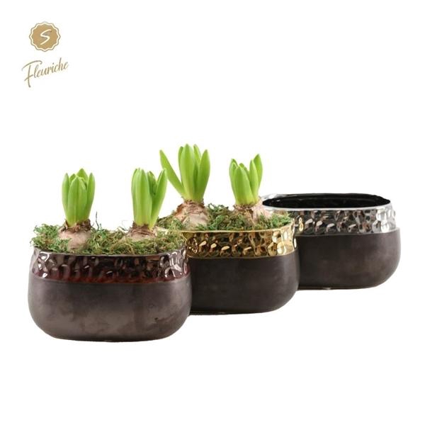 <h4>(2612) Hyacint Winter Chique [L]</h4>