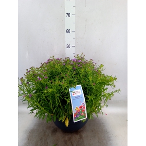 Iberis  'Mermaid Lavender'