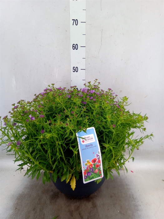 <h4>Iberis  'Mermaid Lavender'</h4>