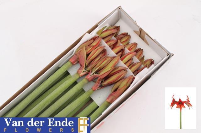 <h4>Hipp Bu Autum Valley</h4>