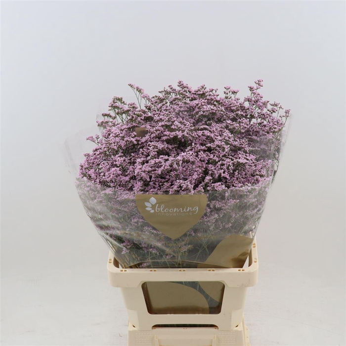 <h4>Limonium Safora Oshi Pink</h4>