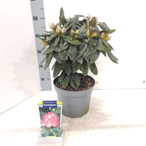Rhododendron Yakushimanum