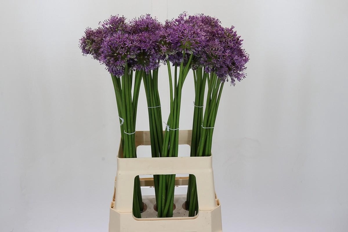 <h4>Allium Gladiator</h4>