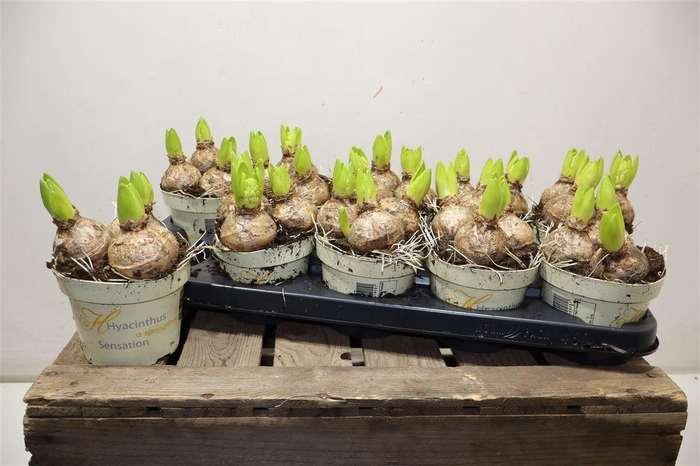 <h4>Hyacin White Pearl</h4>