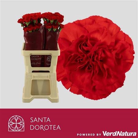 Dianthus standaard Don Pedro