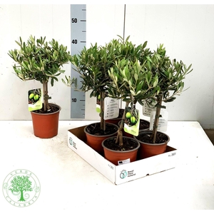 OLEA EUROPAEA