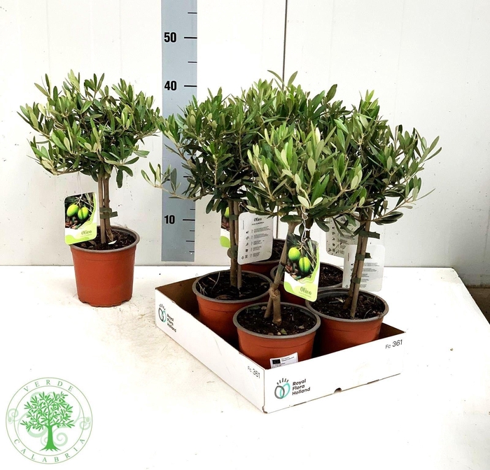 <h4>OLEA EUROPAEA</h4>