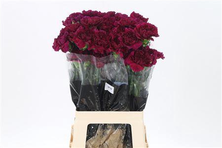 <h4>Di St Neptune</h4>