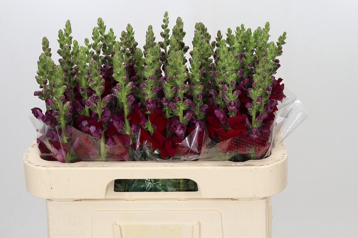 <h4>Antirrhinum Antibes Red</h4>