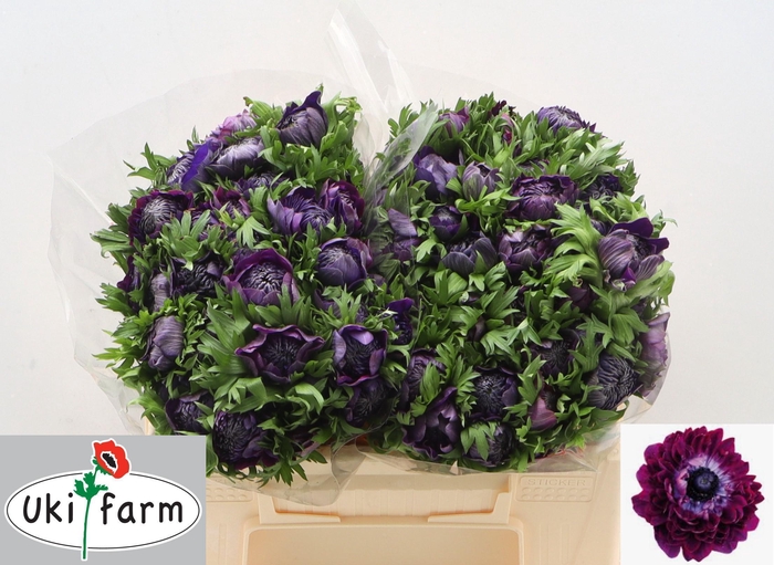 <h4>ANEM CO LEVAN BLU/ BORDO</h4>