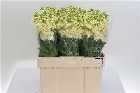 <h4>Matth Stox Yellow</h4>