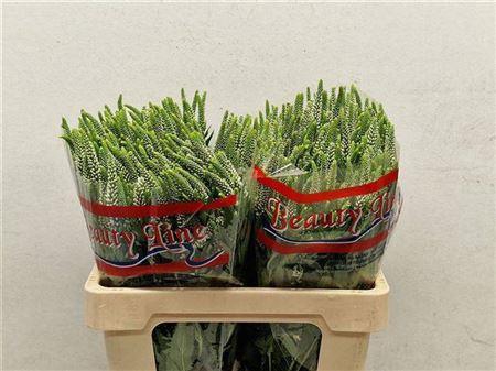 Veron L Skyler White