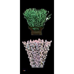 Salix Pussy Willow Bubblegum Glow In The Dark