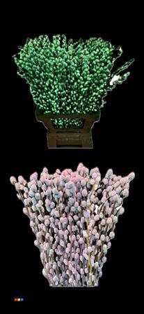 <h4>Salix Pussy Willow Bubblegum Glow In The Dark</h4>