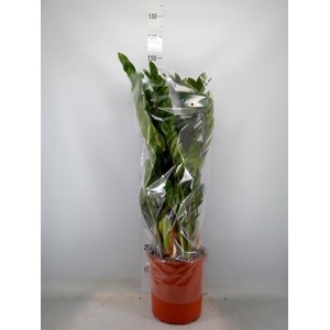 Zamioculcas zamiifolia