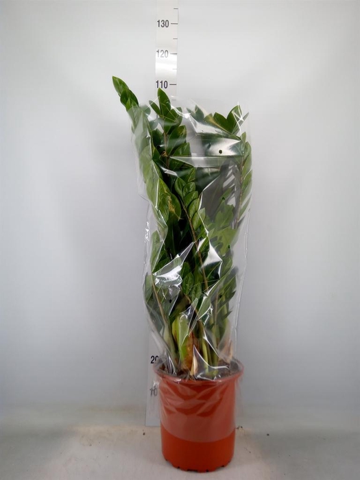 <h4>Zamioculcas zamiifolia</h4>