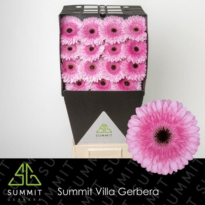 <h4>Gerbera Pre-Semmy Diamond</h4>