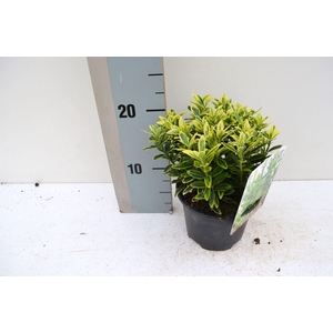 Euonymus Japonicus Micro Aureo Gold