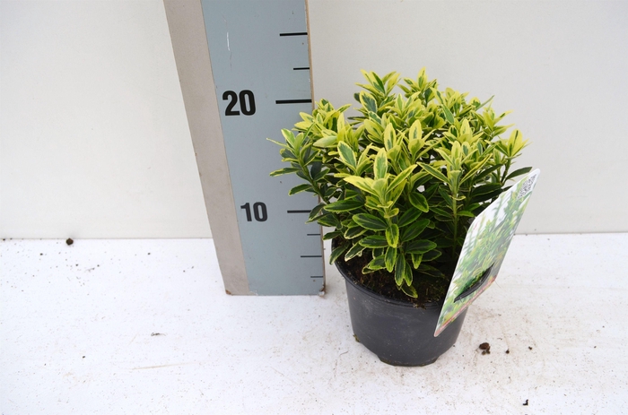 <h4>Euonymus Japonicus Micro Aureo Gold</h4>