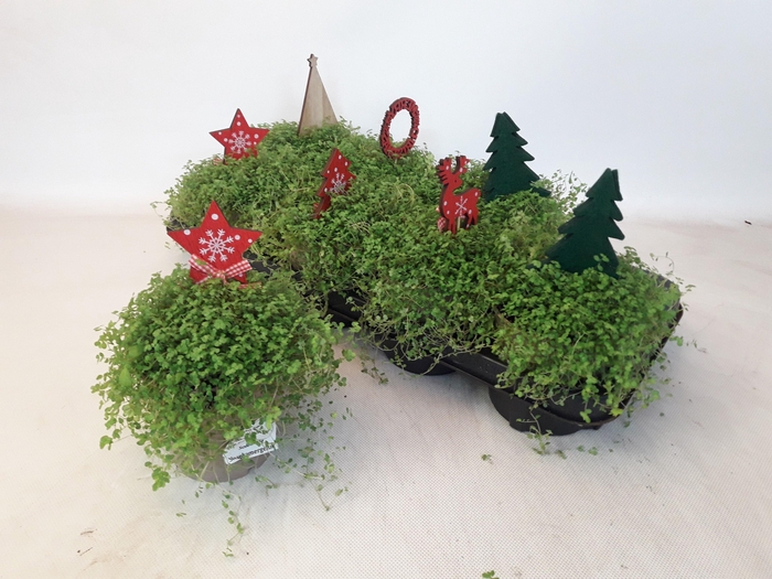 <h4>SOLEI SOL GROEN</h4>