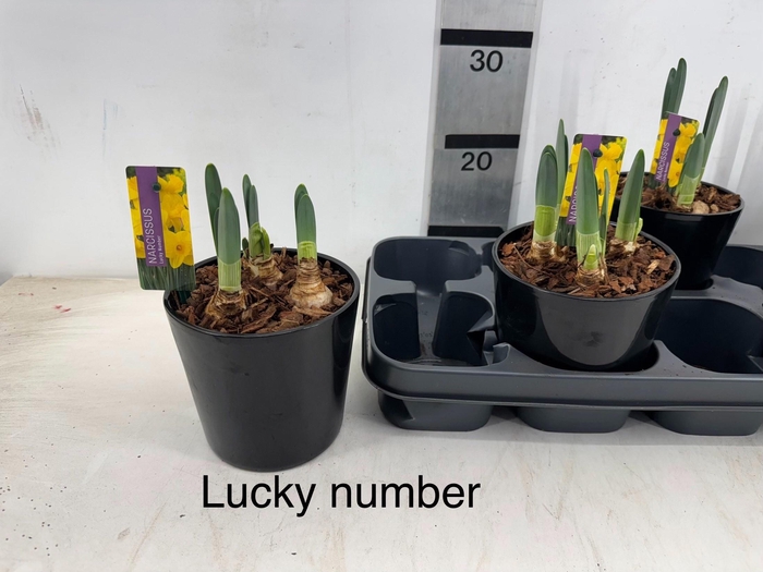 <h4>ARR BOL KNOLGEWAS</h4>