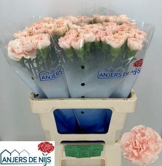 <h4>DI ST NOVIADO</h4>