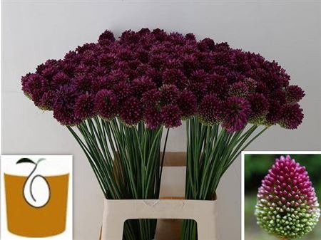 <h4>Allium Sphaerocephal 65cm</h4>