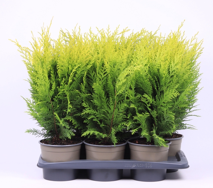 <h4>Chamaecyparis lawsoniana 'Stardust'</h4>