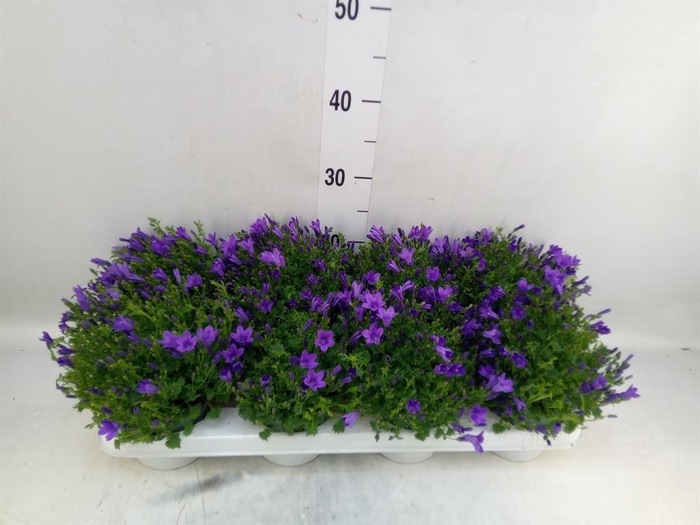 <h4>Campanula porten.</h4>