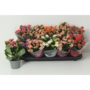 KALAN CALAN MIX PERFECTA