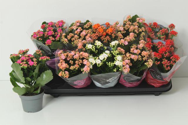 <h4>KALAN CALAN MIX PERFECTA</h4>