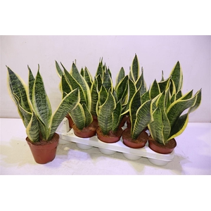 Sansev Futura Superb