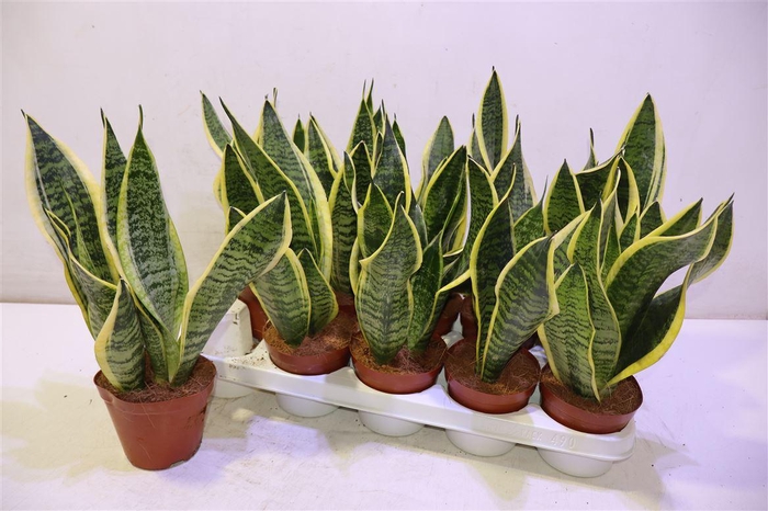 <h4>Sansev Futura Superb</h4>